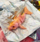 2026-03-19_16-49-28-1